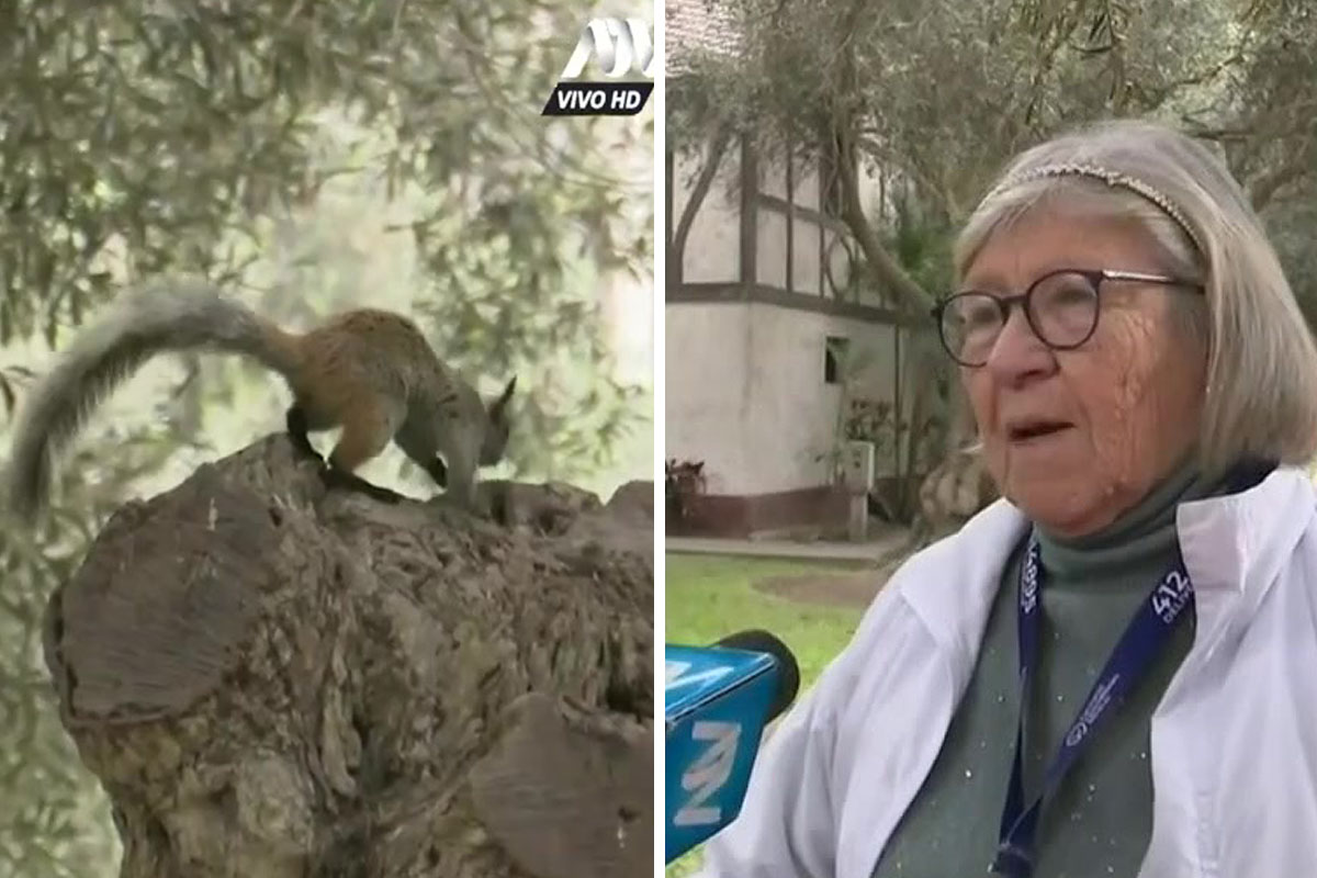 San Isidro multa con 500 soles a personas que le den de comer a las ardillas