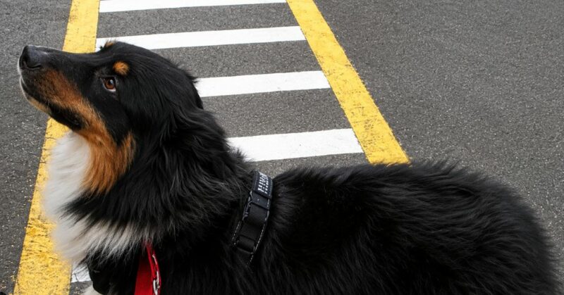Descubre qué puede aprender tu perro en un mes de entrenamiento con Crew Pets: obediencia, control de impulsos y modificación de conducta.