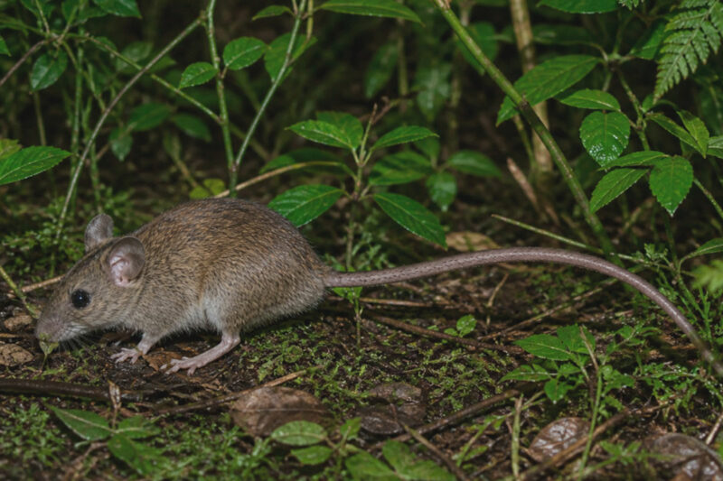 Chile activa alerta sanitaria por aumento de letalidad de hantavirus.