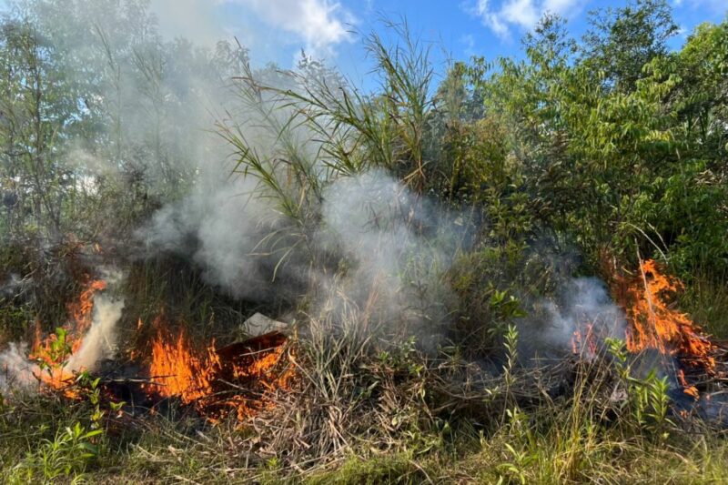Incendios forestales en Pasco dañaron más de 50 hectáreas