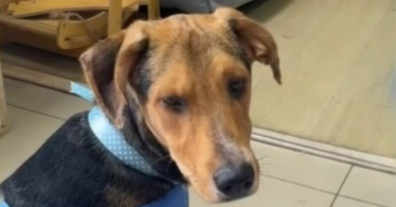 El veterinario Rodrigo Rondón advierte sobre el estrés y los riesgos de usar perros y gatos en circos.