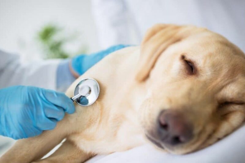 ¿Cuándo llevar a tu mascota al veterinario? Estas señales podrían indicar un problema de salud