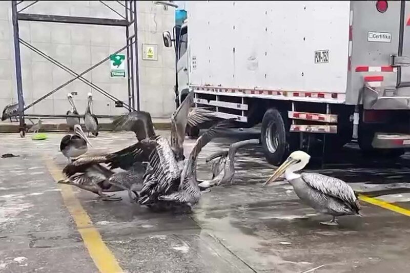Ciudadanos alimentan a pelícanos con restos de pescado en las orillas de Piura y Chimbote
