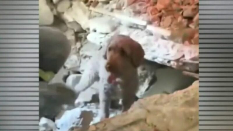 Perrita Dora junto a rescatistas señalando el punto donde su dueño estaba atrapado entre escombros.