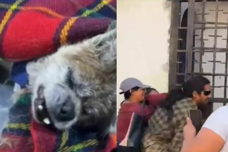 Perrito era maltratado por su propio dueño, pero fue rescatado a tiempo