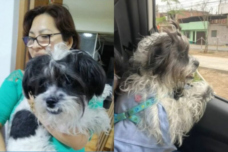La historia de Doris: busca a sus perritos antes de continuar su tratamiento médico