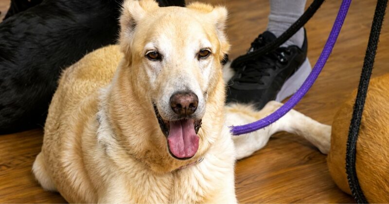 ¿Quieres adoptar una mascota? Conoce la historia de perros que buscan una familia en 'Así de simple'