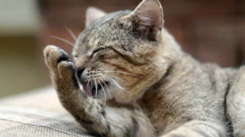 . Imagen referencial de un gato para hablar sobre las alergias en animales.
