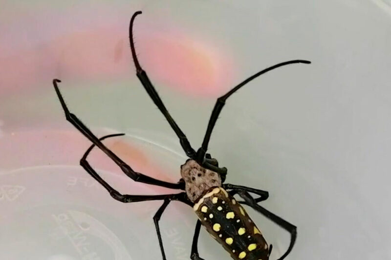 dolescente de 15 años muere por mordedura de araña en Chivay, Arequipa