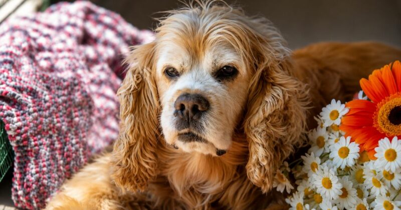 ¿Tu perro olvida todo? Conoce las señales de alerta de la demencia senil en 'Así de simple'
