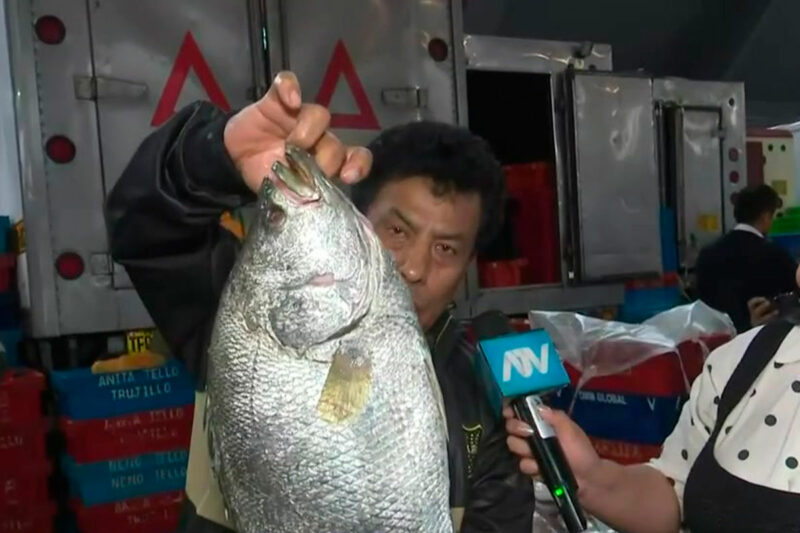 Nuevas especies de pescado como lorito y diablo llegan al terminal pesquero de Villa María del Triunfo por el Niño