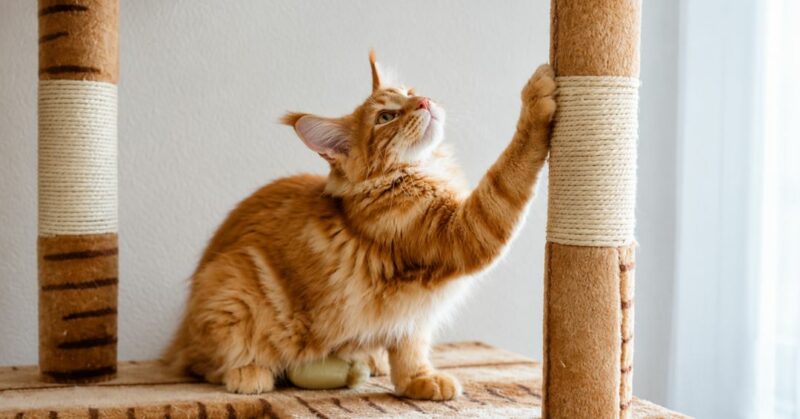 Arañazo de gato puede transmitir la bacteria Bartonella.