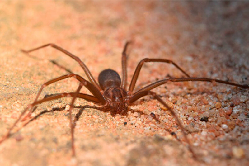 Araña de rincón y viuda negra son las especies peligrosas en caso de mordedura en el Perú